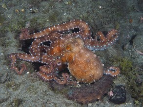 Callistoctopus macropus (Callistoctopus octopus macropus) at night on the seabed. Dive site El