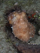 Portrait of Callistoctopus macropus (Callistoctopus octopus macropus) . Dive site El Cabron Marine