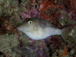 A colourful fish with conspicuous spots, pointed head pufferfish (Canthigaster rostrata), under