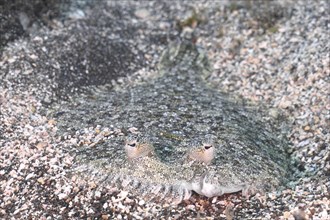 Flatfish with clearly visible eyes, wide-eyed turbot (Bothus podas maderensis), flounder, well