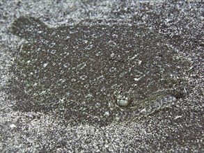 Camouflaged flatfish, wide-eyed turbot (Bothus podas maderensis), flounder, lying on the sandy