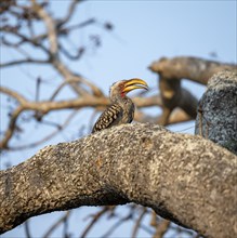 Red-ringed Hornbill (Tockus leucomelas) sitting on a tree trunk against a blue sky, Kruger National