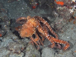 Callistoctopus macropus (Callistoctopus octopus macropus) moving across the seabed. Dive site El