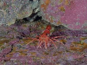 Red dancing shrimp (Cinetorhynchus rigens) between colourful rocks. Dive site Los Cancajos, La