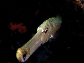Atlantic cornetfish (Aulostomus strigosus) in a dark environment. Dive site Puerto Naos, La Palma,