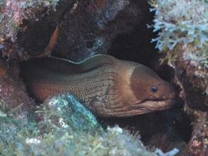 A masked moray eel (Gymnothorax unicolor), moray eel, hiding between greenish stones in the ocean.