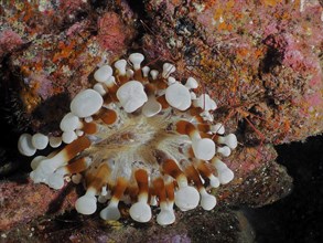 Brown club-tipped anemone (Telmatactis cricoides) and two specimens of arrow crab (Stenorhynchus