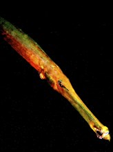 Atlantic cornetfish (Aulostomus strigosus) against a dark background in the sea. Dive site El