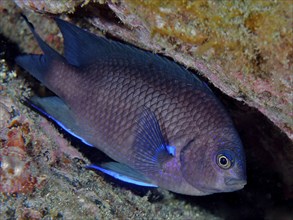 A neon reef perch (Abudefduf luridus) hides between reef structures in the sea. Dive site Los