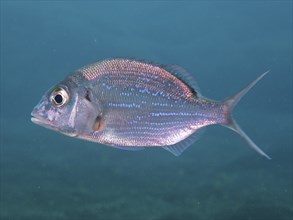 A silvery-blue fish, Canary bream (Dentex canariensis), swims in the blue waters of the ocean. Dive