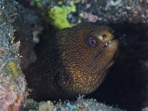 Golden-tailed moray eel (Gymnothorax miliaris) hiding between rocks in the underwater area. Dive