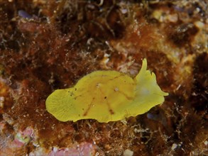 A golden sponge snail (Tylodina perversa), sea snail, on an algae bed in the sea. Dive site