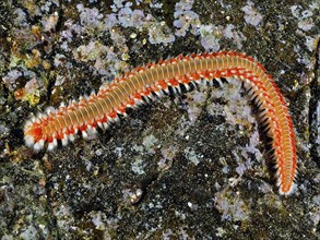 An orange-brown firebrush worm (Hermodice carunculata) on a structured stone surface. Dive site El