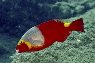 A red Mediterranean parrotfish (Sparisoma cretense) swims alone in the sea. Dive site El Cabron