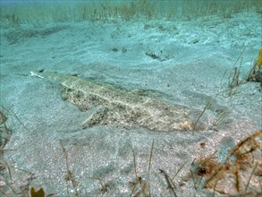 Angel shark (Squatina squatina) is well camouflaged on the sandy seabed, dive site El Cabron Marine