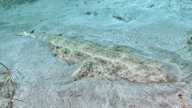 Camouflaged angel shark (Squatina squatina) lies on the sandy seabed. Dive site El Cabron Marine