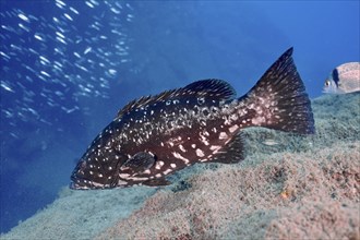 A dusky grouper (Epinephelus marginatus) swims in the sea. Dive site El Cabron Marine Reserve,