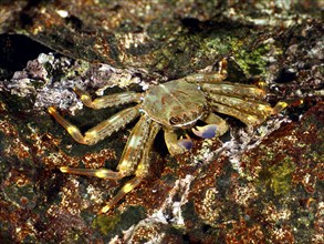 Brown nimble spray crab (Percnon gibbesi) on a rock covered with algae in the sea. Dive site Pasito