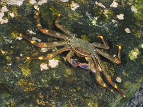 An nimble spray crab (Percnon gibbesi) with orange-coloured legs on a rock covered with algae. Dive