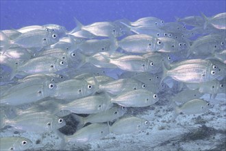 A shoal of shiny fish, armpit bream (Pagellus acarne), swims in the blue sea water. Dive site El