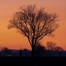 Tree in front of a burning sky at sunset