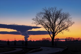 Tree at dusk in front of a fantastic cloud of steam from a power station