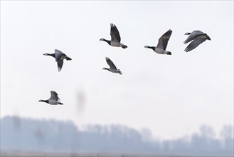 Barnacle goose landing in a meadow. Barnacle goose comming to meadow