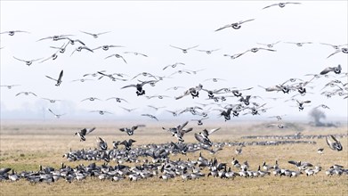 Barnacle goose landing in a meadow. Barnacle goose comming to meadow