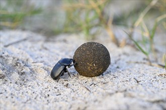 Dung beetle (Catharsius gorilla) rolling a dung ball, Loango National Park, Parc National de