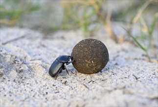 Dung beetle (Catharsius gorilla) rolling a dung ball, Loango National Park, Parc National de