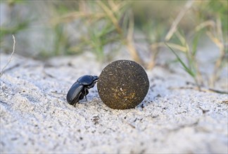 Dung beetle (Catharsius gorilla) rolling a dung ball, Loango National Park, Parc National de