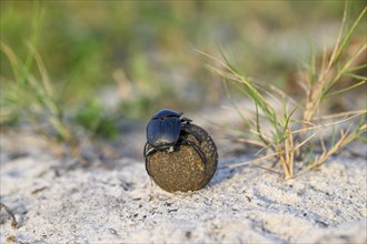 Dung beetle (Catharsius gorilla) rolling a dung ball, Loango National Park, Parc National de