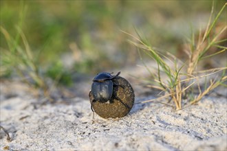 Dung beetle (Catharsius gorilla) rolling a dung ball, Loango National Park, Parc National de