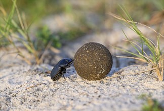 Dung beetle (Catharsius gorilla) rolling a dung ball, Loango National Park, Parc National de