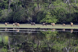 Red buffalo or forest buffalo (Syncerus nanus) by a river, Loango National Park, Parc National de