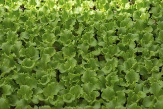 Batavia lettuce (Lactuca sativa var. longifolia), Bavaria, Germany, Europe