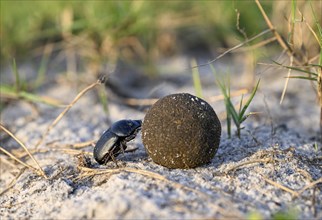 Dung beetle (Catharsius gorilla) rolling a dung ball, Loango National Park, Parc National de