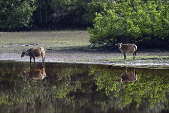 Red buffalo or forest buffalo (Syncerus nanus) by a river, Loango National Park, Parc National de