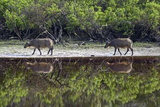 Red buffalo or forest buffalo (Syncerus nanus) by a river, Loango National Park, Parc National de