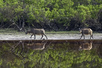 Red buffalo or forest buffalo (Syncerus nanus) by a river, Loango National Park, Parc National de