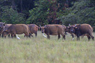 Red buffalo or forest buffalo (Syncerus nanus) in a clearing, Loango National Park, Parc National