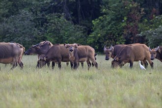 Red buffalo or forest buffalo (Syncerus nanus) in a clearing, Loango National Park, Parc National