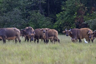 Red buffalo or forest buffalo (Syncerus nanus) in a clearing, Loango National Park, Parc National