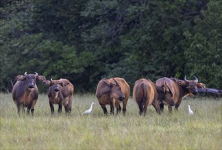 Red buffalo or forest buffalo (Syncerus nanus) in a clearing, Loango National Park, Parc National