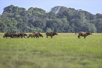 Red buffalo or forest buffalo (Syncerus nanus) in a clearing, Loango National Park, Parc National