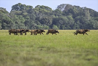 Red buffalo or forest buffalo (Syncerus nanus) in a clearing, Loango National Park, Parc National