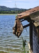 Boathouse on the lake with a gutter that is overgrown with moss