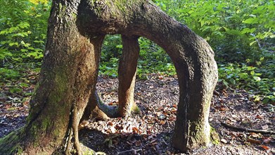 Branched tree root