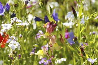 Blumenwiese