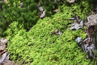 Natural background of moss, dried leaves and branches in the forest close up
